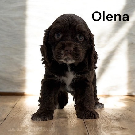 puppy, for, sale, Cocker Spaniel, Joe & Cherri  Overlease, dog, breeder, Miller, MO, dog-breeder, puppy-for-sale, forsale, nearby, find, puppyfind, locator, puppylocator, aca